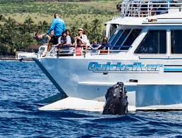 Best Hervey Bay Whale Watching Tours